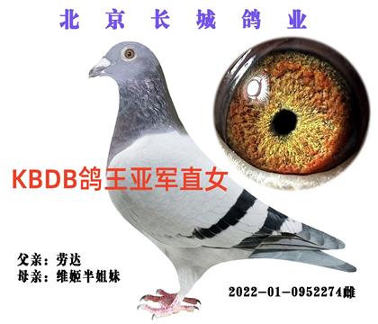 KBDB鸽王亚军直女 北京长城鸽业