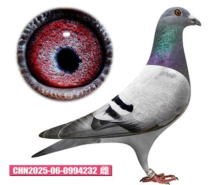 凡戴克-普里奥公主232