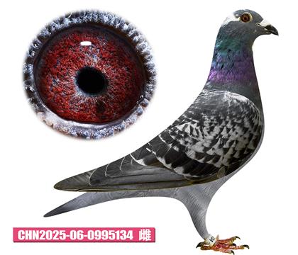 凡瑞特-武器号女王134