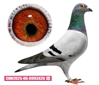 飞戈-阶梯佳人420