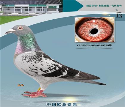 詹森老白眼断胸骨427X520x金母827