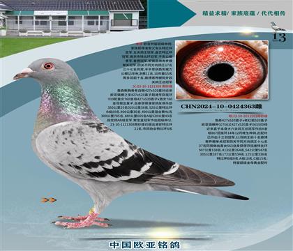 詹森断胸骨老白眼427X520X特留金母563黄金配对