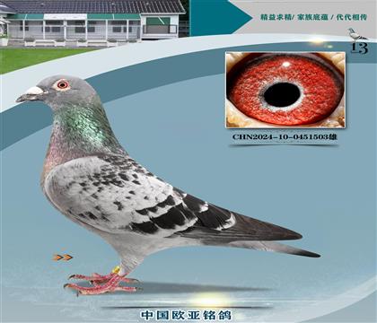 利奥贺尔曼斯原舍“奥林匹克03近亲”X鸽王“杨直孙”