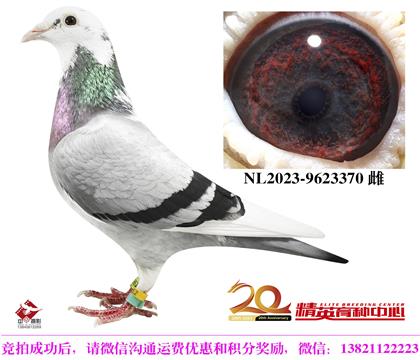 世界铭鸽“保时捷王子”直子女互配