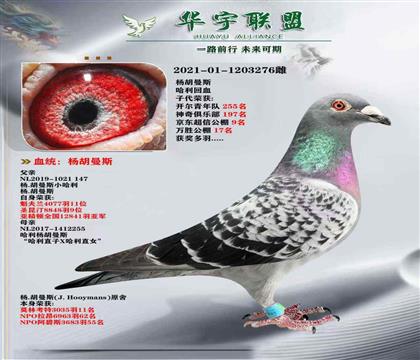 世界大铭鸽 杨胡曼斯 哈利 多重溶血