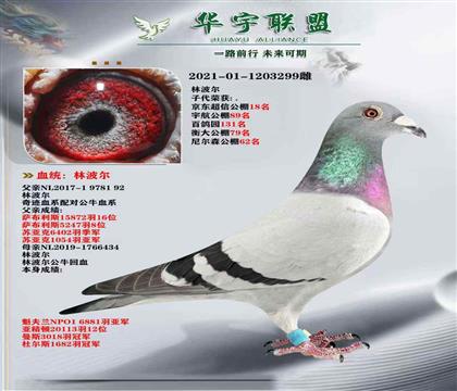 林波尔公牛超强回血