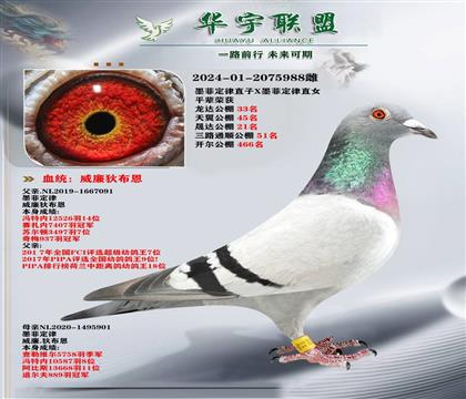 世界大铭鸽 墨菲定律直子X墨菲定律直女