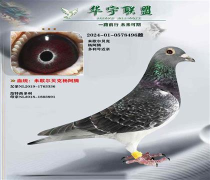 杨阿腾多利号 雌雄以实物为准