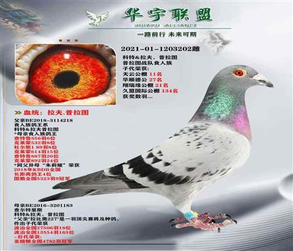 世界大铭鸽 普拉图食人族鸽王系