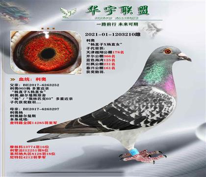 利奥003X利奥鸽王杨 梦幻配对