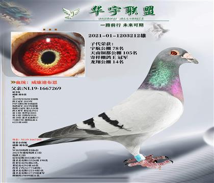 世界大铭鸽 墨菲定律直子X秘书处 超级配对