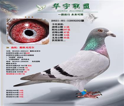公棚利器 世界大铭鸽 吐尼尔 神秘明星直孙