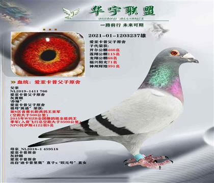 兰博基尼直子X灰迪卡普里奥直子 超强溶血