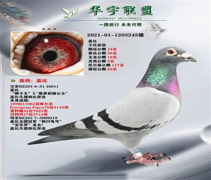 盖比 狮子王直子X新闪电号直女 超级种鸽