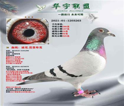 范登布克 好红号X基特尔