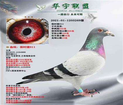 保时捷911直子X保时捷911直女