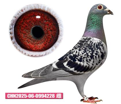 考夫曼-迪克公主228