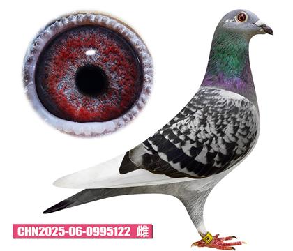 基特尔-最佳女孩122