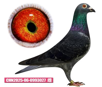 佛卡门-安娜巴可027