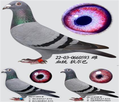 Ҷ
