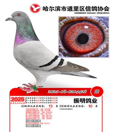 道里五关鸽王60组13名(200组10名)