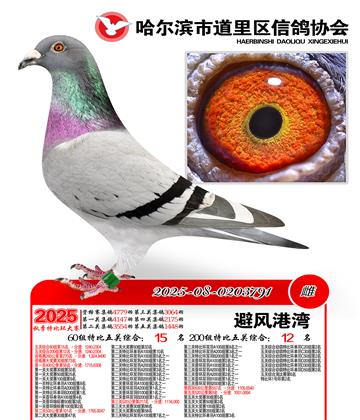 道里五关鸽王60组15名(200组12名)