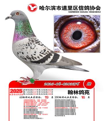 道里五关鸽王60组19名(200组16名)