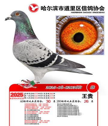 道里五关鸽王60组30名(200组26名)