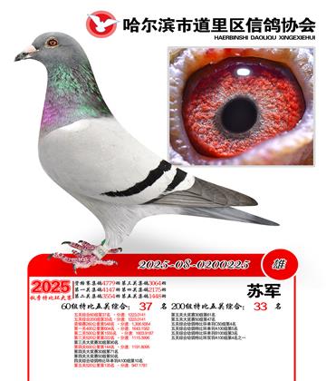 道里五关鸽王60组37名(200组33名)
