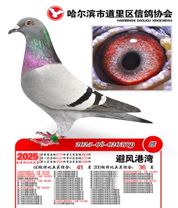 道里五关鸽王60组41名(200组36名)