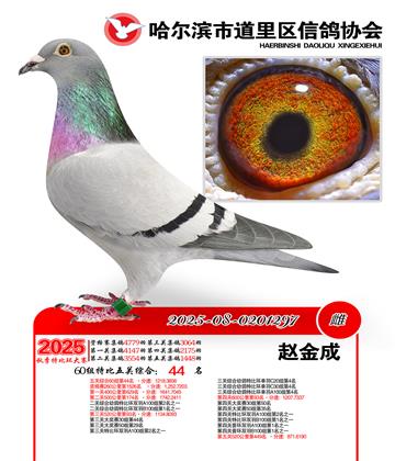 道里五关鸽王60组44名
