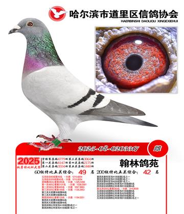 道里五关鸽王60组49名(200组42名)