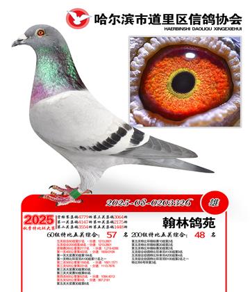 道里五关鸽王60组57名(200组48名)