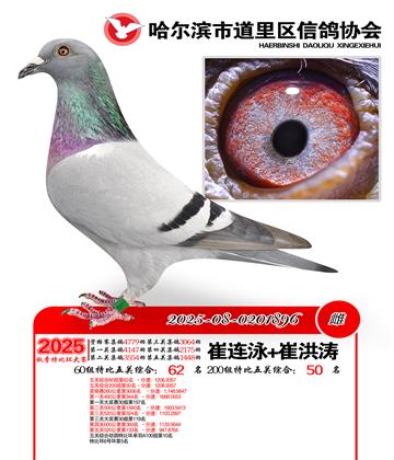 道里五关鸽王60组62名(200组50名)
