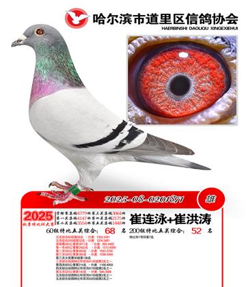 道里五关鸽王60组68名(200组52名)