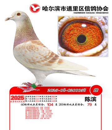 道里五关鸽王60组104名(200组79名)