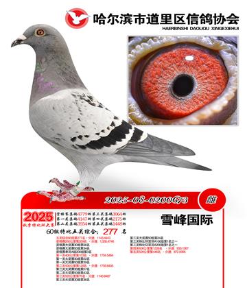 道里五关鸽王60组277名