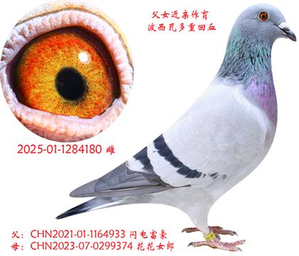 Ƽ縻