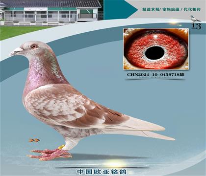 Ͽ˷ǲ233X13KBDBȫٶȸھֱŮ260