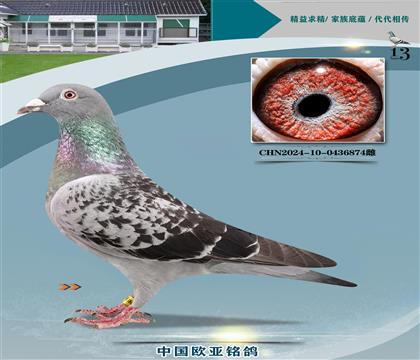 ԭƥ03ؽ220X003