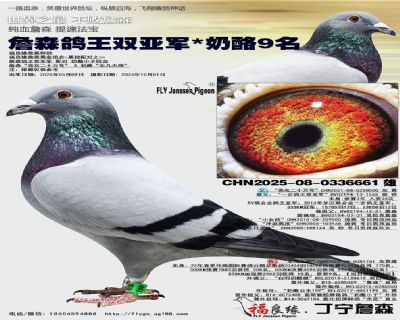 詹森鸽王双亚军/奶酪9名