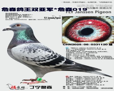 詹森鸽王双亚军/詹森019