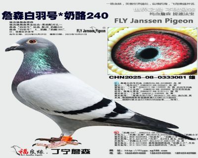 詹森白羽号/奶酪240