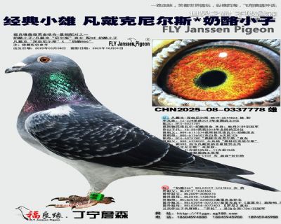 凡戴克尼尔斯/奶酪小子