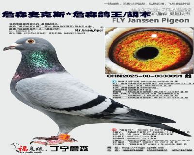 詹森麦克斯/詹森鸽王/胡本