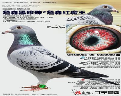 詹森黑珍珠/詹森红魔王