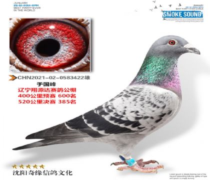 翔源达公棚决赛385名