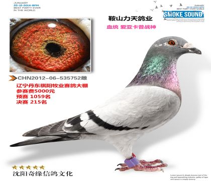 丹东祺阳牧业公棚决赛215名(鞍山力天鸽业)