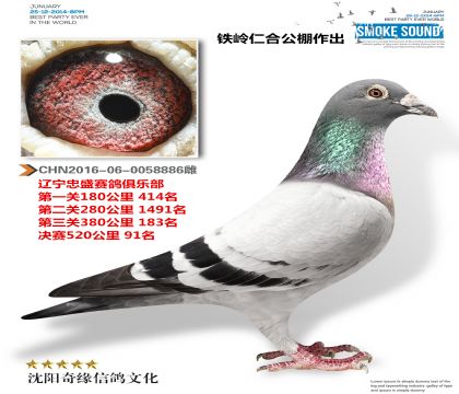 辽宁忠盛公棚预赛183名决赛91名(鸽王)