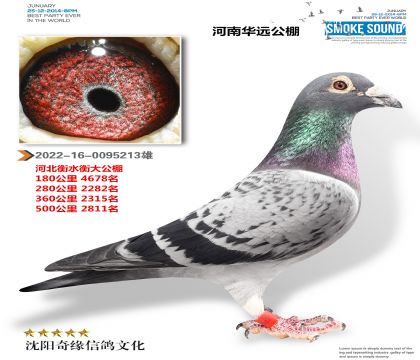 河南华远公棚作出(衡大公棚参赛鸽)
